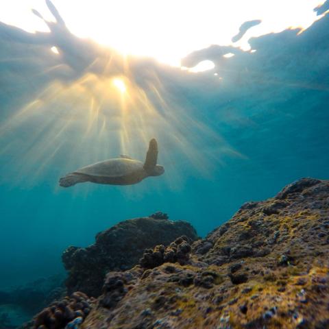 a large mountain in the background