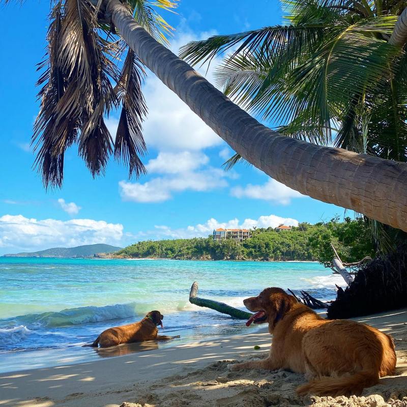 a cow sitting in front of a palm tree on a beach