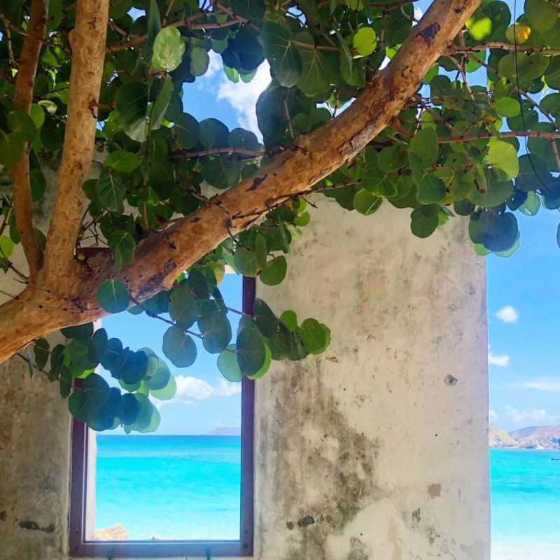 a tree next to a window
