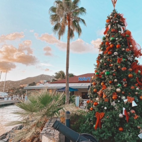 a tree in front of a palm tree