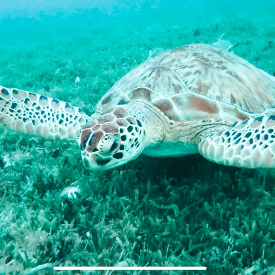 a turtle swimming under water