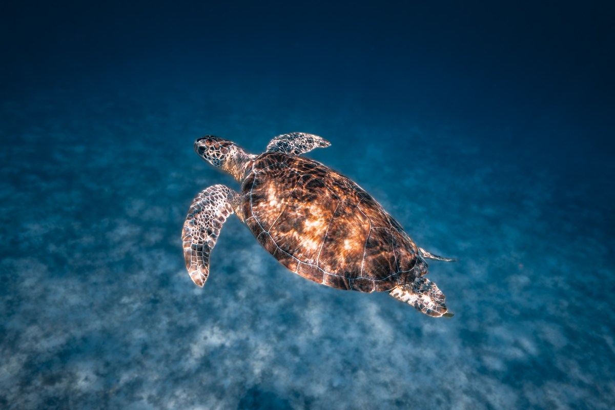 Underwater Photography Image 2 a turtle swimming under water