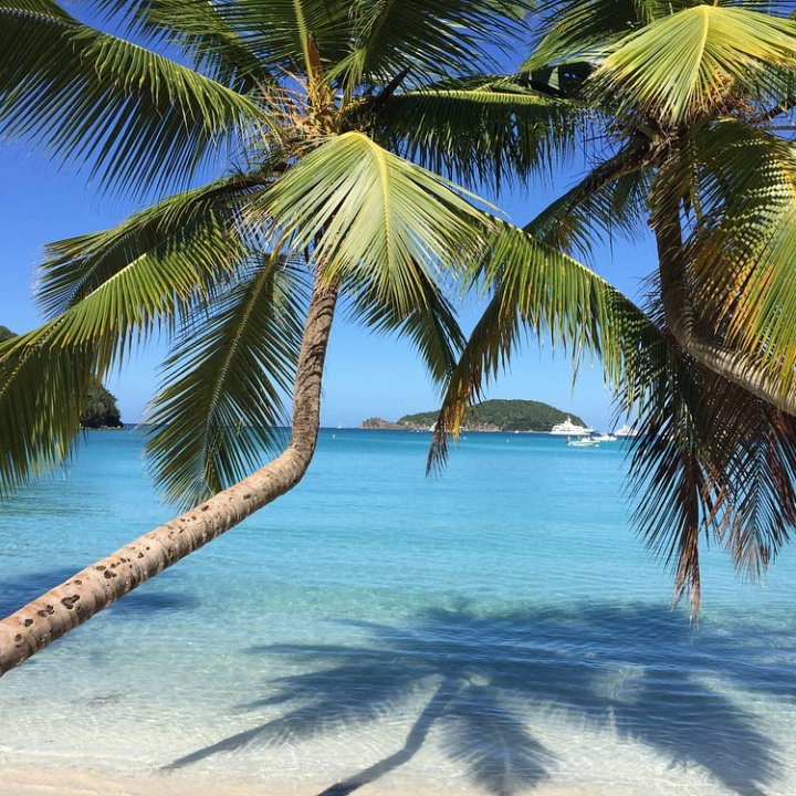 Palm trees on a tropical beach with clear blue water and a distant island.